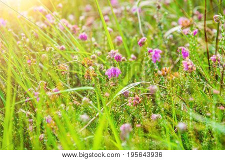 Detail Of A Bell-heather Or Moor-bell Heather In The High Fens Nature Reserve