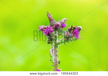 Bumblebee sits on blossom of the thistle in the nature park High Fens