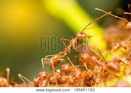 Close Up Red Ant Leader On Top Level. Working Together. Teamwork Group Colleague Manager Concept.
