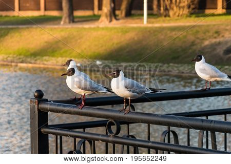 Blackhead seagulls sitting on the railing of the fence near the pond in the city park.