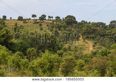 Farm Road With  Cork Trees In Cercal