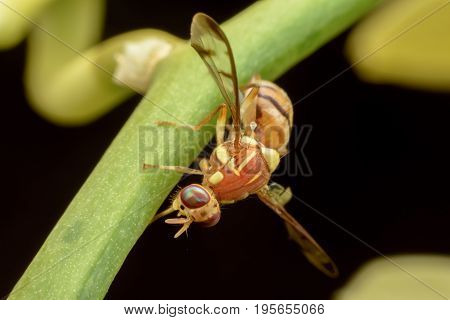 Close up Bactrocera Zonata or Peach fruit fly on branch