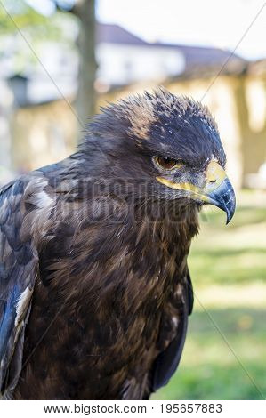 Portrait Of Golden Eagle (aquila Chrysaetos)