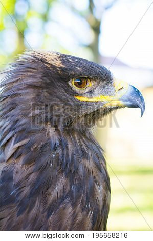 Portrait Of Golden Eagle (aquila Chrysaetos)