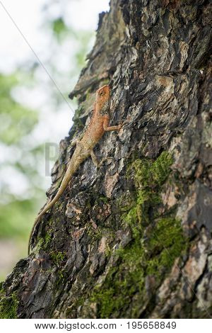 Gecko or lizard is climbing on the bark of a tree in Vietnam. With copyspace. vertical