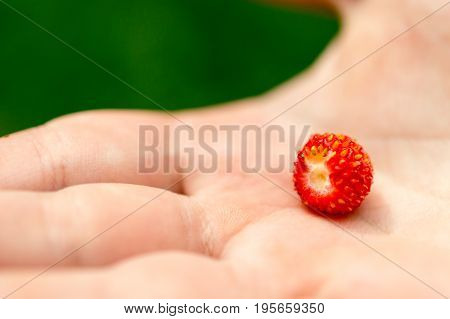 Child's hand with strawberry. On a green background.
