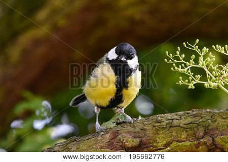 The great tit (Parus major) is a passerine bird in the tit family Paridae. It is a widespread and common species throughout Europe, the Middle East, Central and Northern Asia, and parts of North Africa where it is generally resident in any sort of woodlan