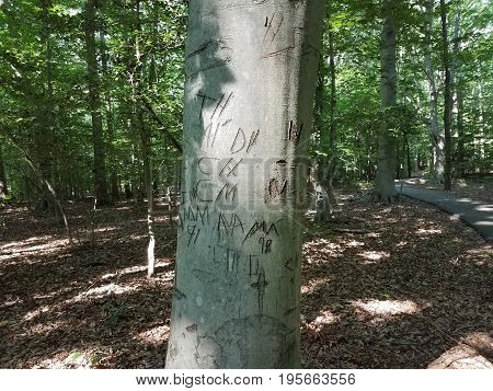tree trunk with letters carved on it in the forest