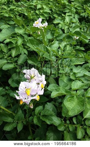 Potato plant with flowers on a sunny day
