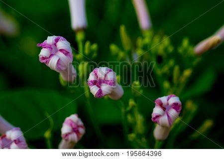 morning glory flowers on morning Glory Tree or Ipomoea Carnea Jacq