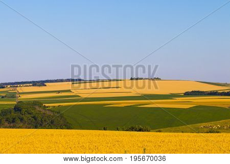Golden Wheat Field And Sunny Day