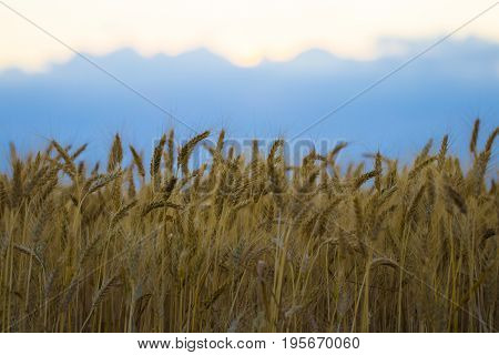 Golden Wheat Field And Sunny Day