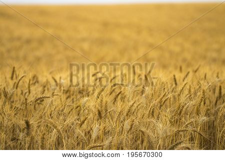 Golden Wheat Field And Sunny Day