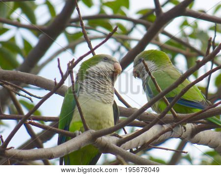 Pair of parrots perched on tree branches.
