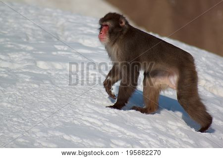 The japanese macaque rises uphill through white snow. Animals wildife.