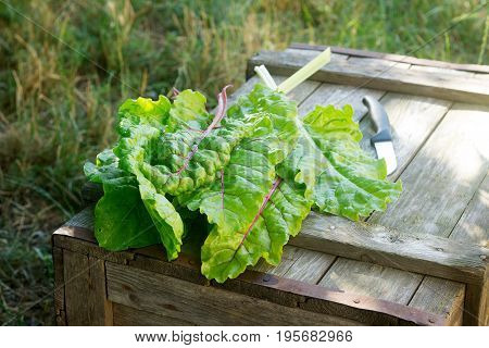 Chard leaves and a knife on a wooden box