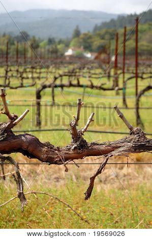 Vinstokke i en vinmark, Napa valley, Californien