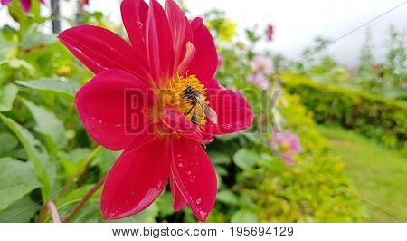 Red cosmea flower with a bee on it in rainy seasonBee on Cosmea flower isolated.Bee working on cosmos flower.