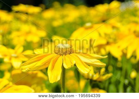 Close-up of a beautiful Yellow Flower in Sunlight. Golden Daisy Bush in Summer. Blooming Flowers in Summer. Yellow Flowers on a Meadow. Euryops chrysanthemoides