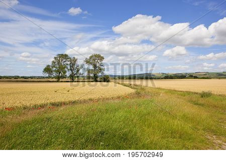 Ash Trees And Wheat