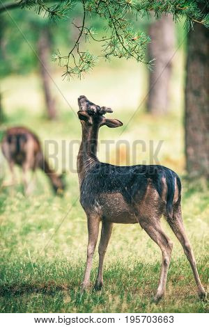 Fallow Deer Buck Stretching Neck To Feed From Branch.