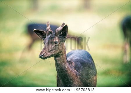 Young Fallow Deer Buck With Velvet Pedicles.
