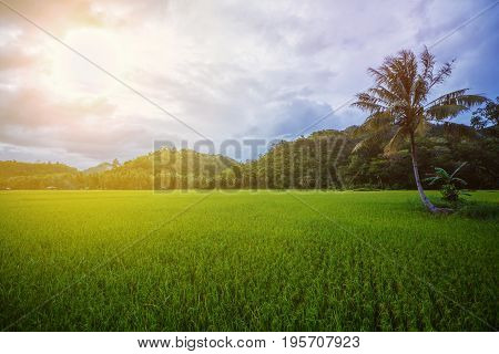 Small paddy rice field on Bohol, Philippines.