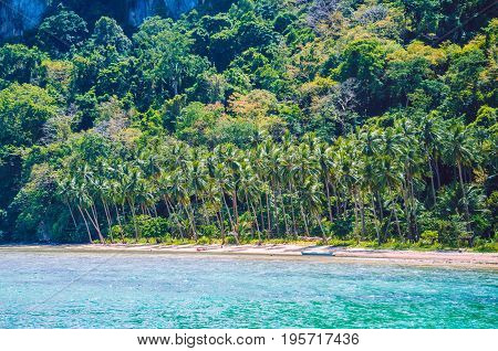 Palm trees on Cadlao Island, El -Nido, Palawan, Philippines