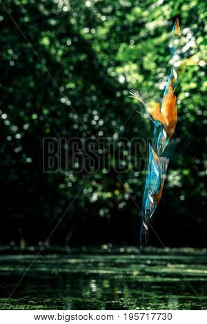Sequence Of Common Kingfisher Diving Into River.