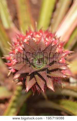 vertical image of crown on Criolla pineapple