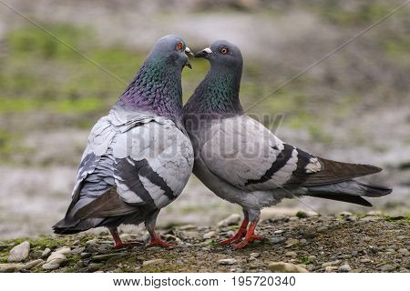 A male and female pigeon pecking at each others beaks in a courtship display known as billing