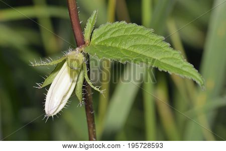 Nettle-leaved Bellflower