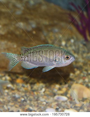 Dark gray fish with black spots and trimmed with teal green and torquoise blue