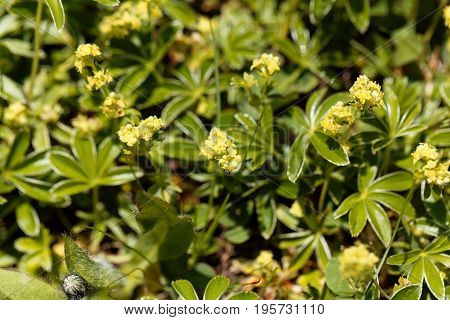 Flowers of an alpine lady mantle Alchemilla alpina.