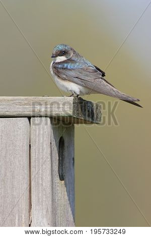 Tree Swallow (tachycineta bicolor) on a bird house