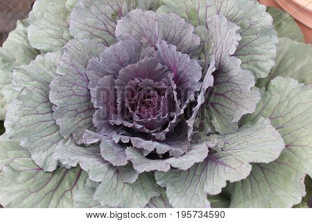 close up of Brassica olerace purple and green ornamental cabbage plant