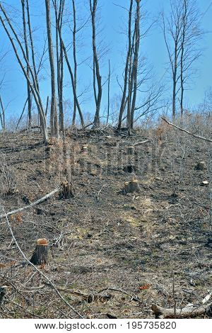 A landscape in forest after defotistation. Russian Far-East.