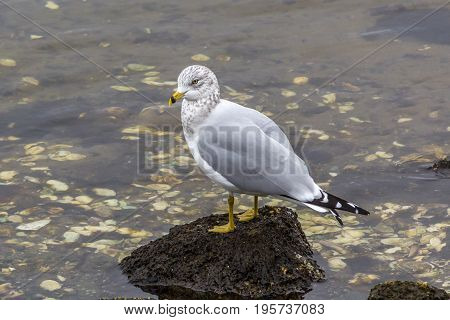 White and grey seagull standing on rock in the middle of seashells
