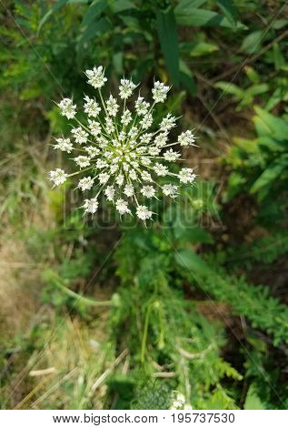 wildflower with small white flowers blooming and green leaves