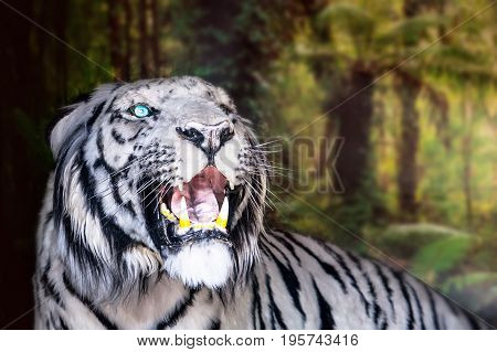 The White Tiger Growls. Big Canines