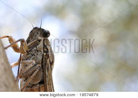 Cicada puussa