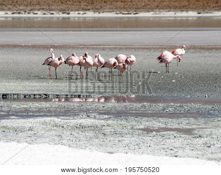Pink flamingos at saline lake Laguna Hedionda, Andean Altiplano, Bolivia, South America.