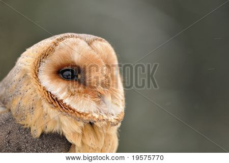 Tornipöllö kasvot haku oikeus