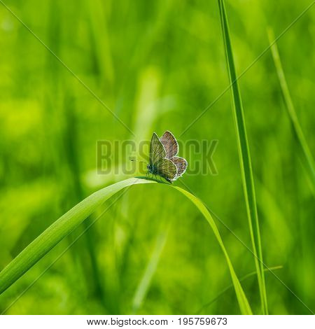 butterfly sits on a bent plant leaf