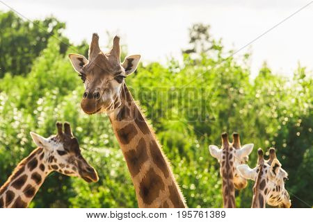 Close-up of a giraffe in front of some green trees