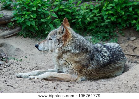 Wild forest wolf in summer on earth