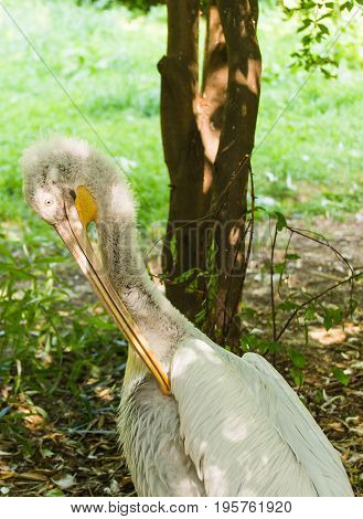 Pelican or Pink Pelican at the zoo outdoors