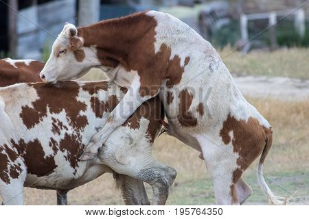 Cow and bull is mating in old farm