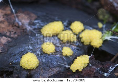 Ceratiomyxa fruticulosa mushrooms on an old stump