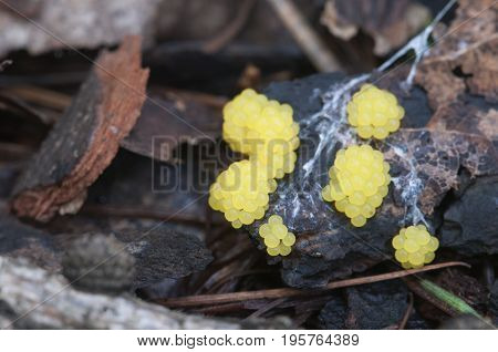 Ceratiomyxa fruticulosa mushrooms on an old stump